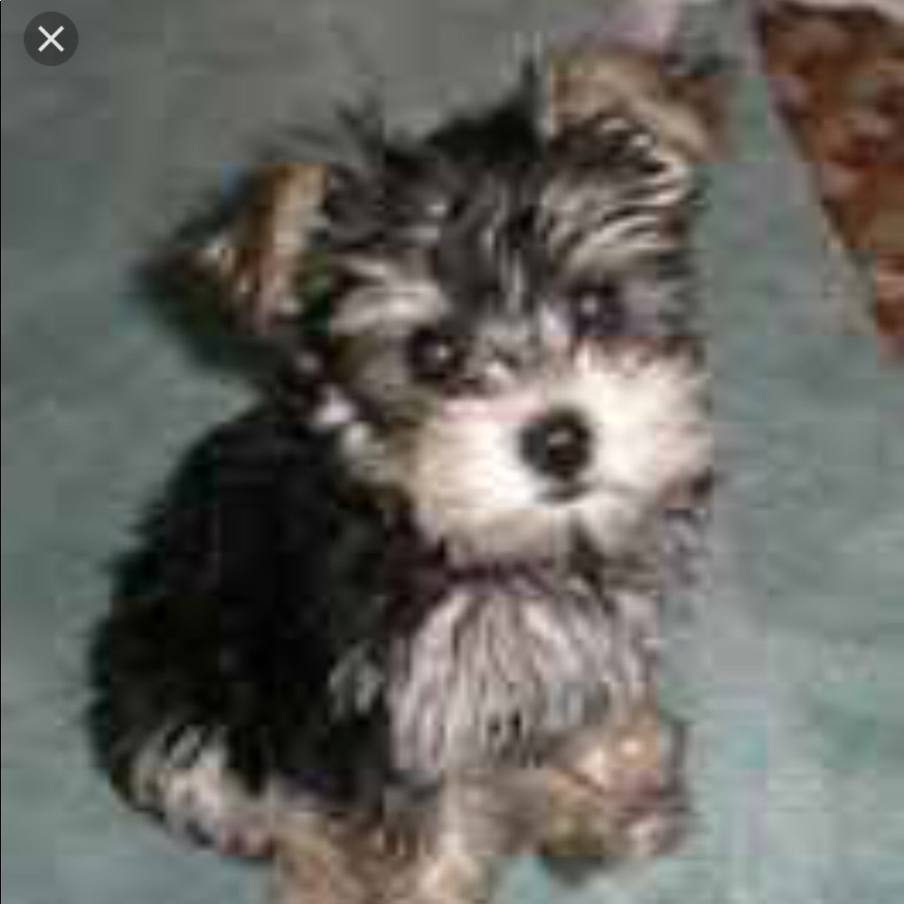 Meet your Posher, Marsha